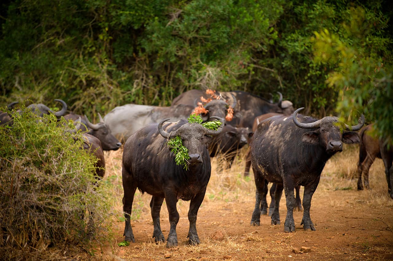 africadosul-reserva-phinda-andbeyond-phindavleilodge-bufalo