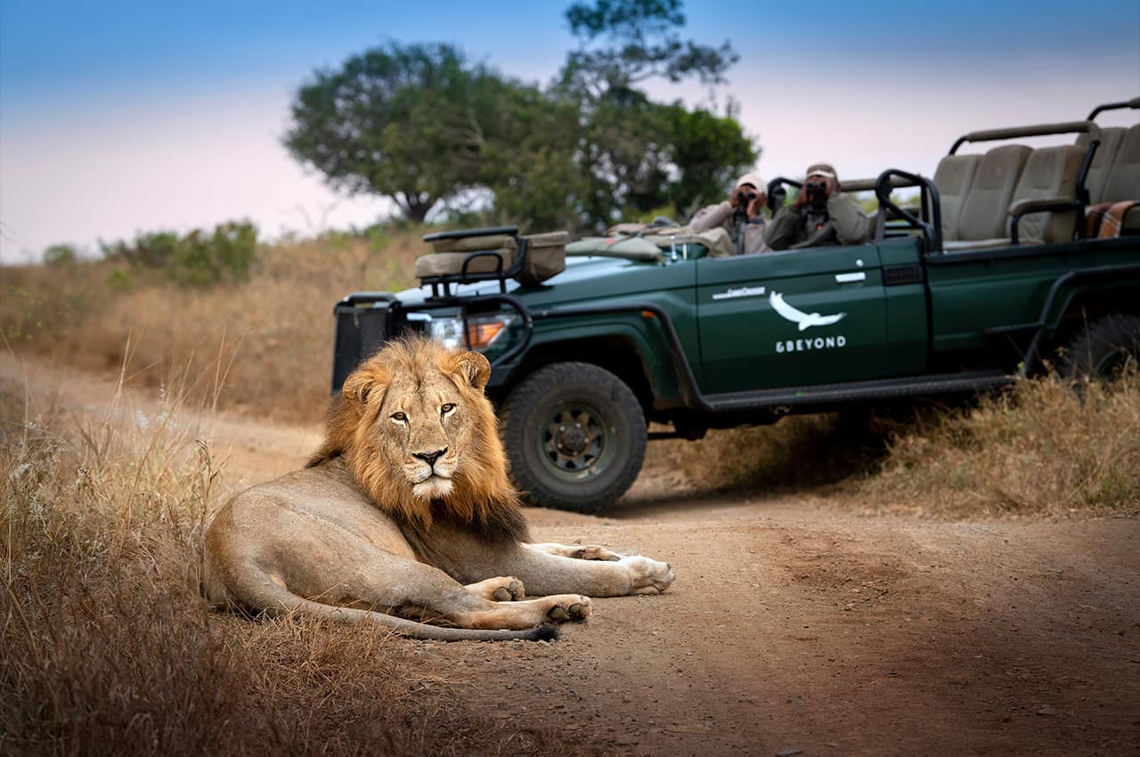 africadosul-reserva-phinda-andbeyond-phindavleilodge-leao