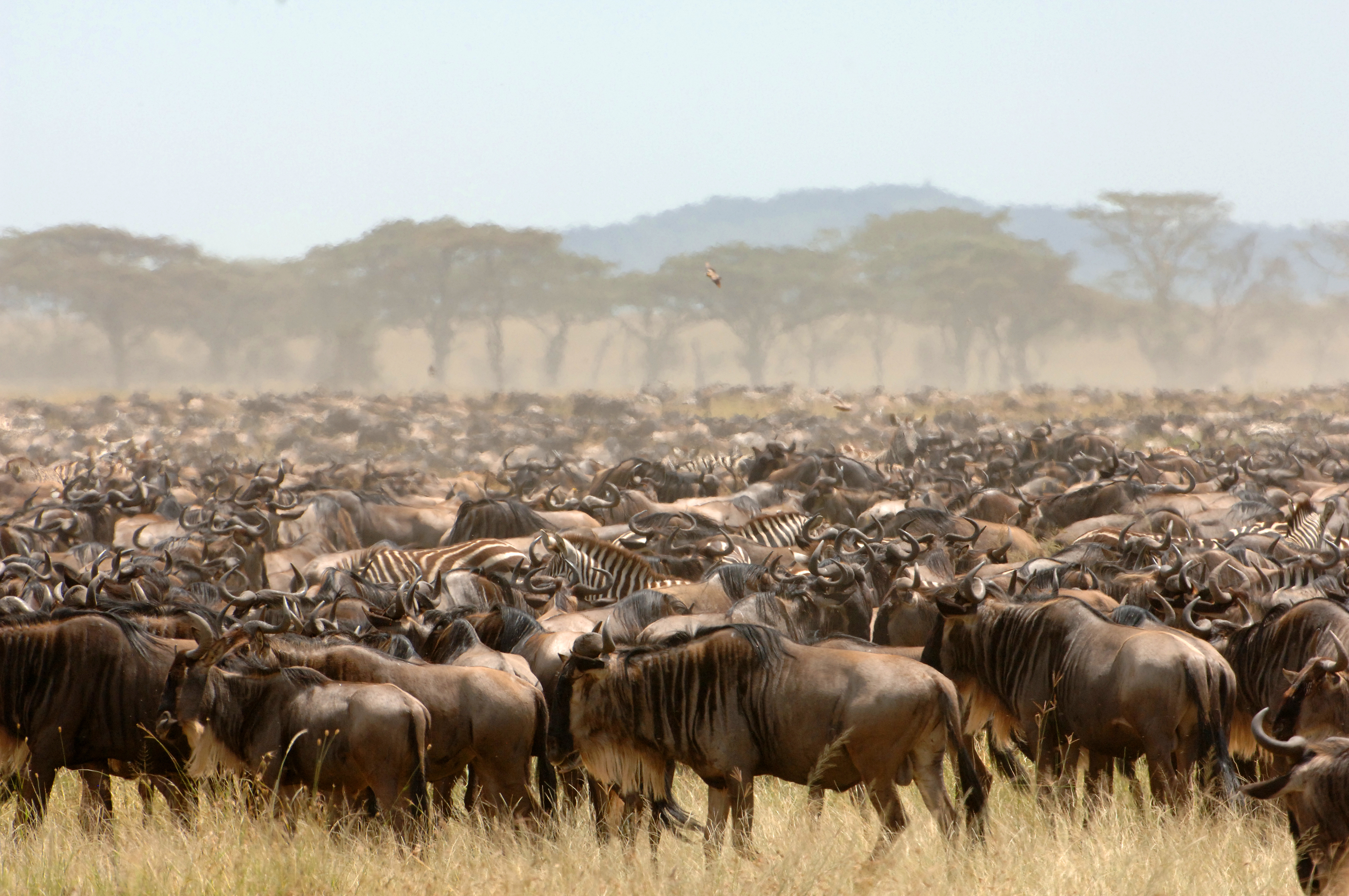 Africa-Wildebeest-Migration-(3)