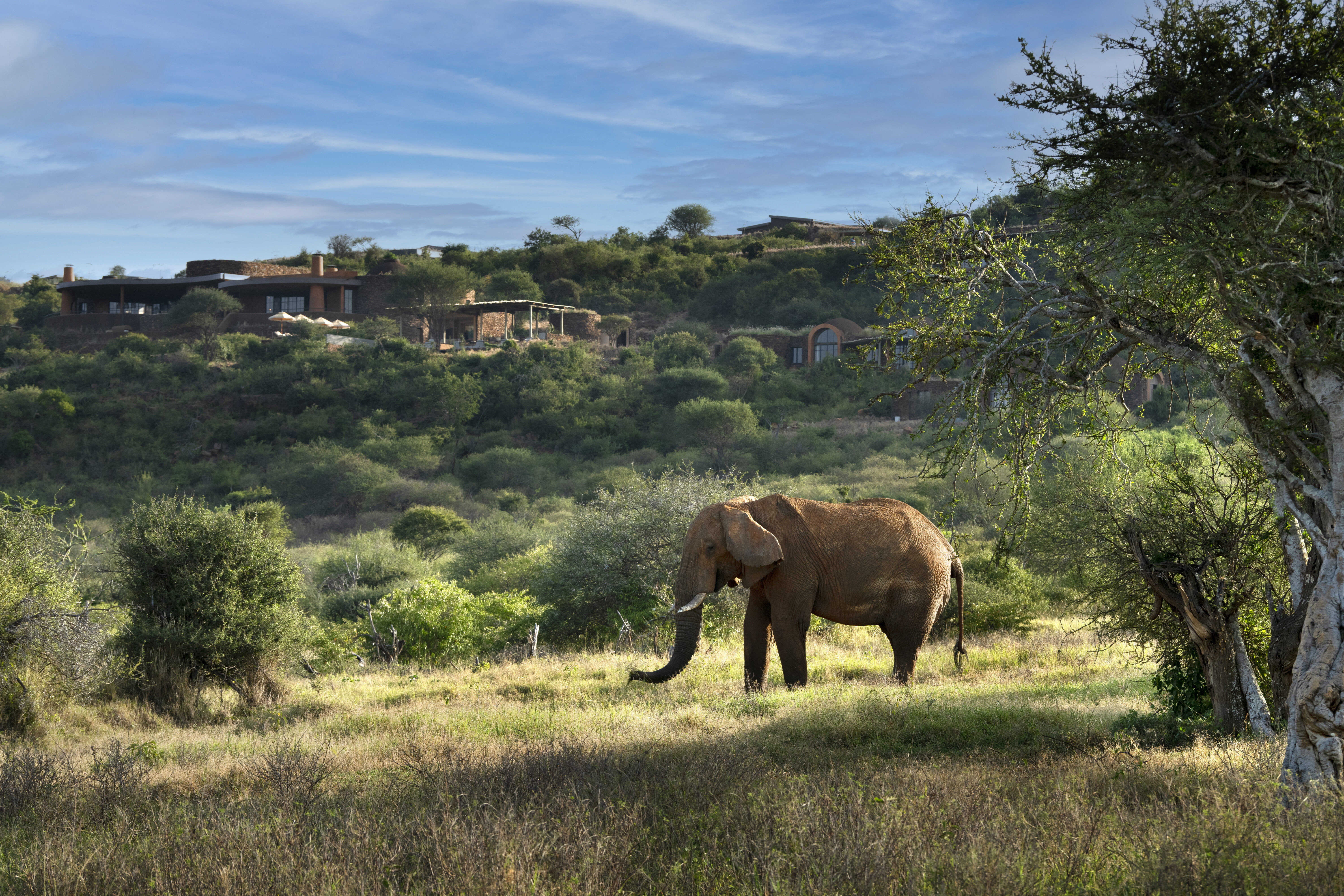 Kenya-Suyian-Lodge-Exterior-Elephant-View (8)