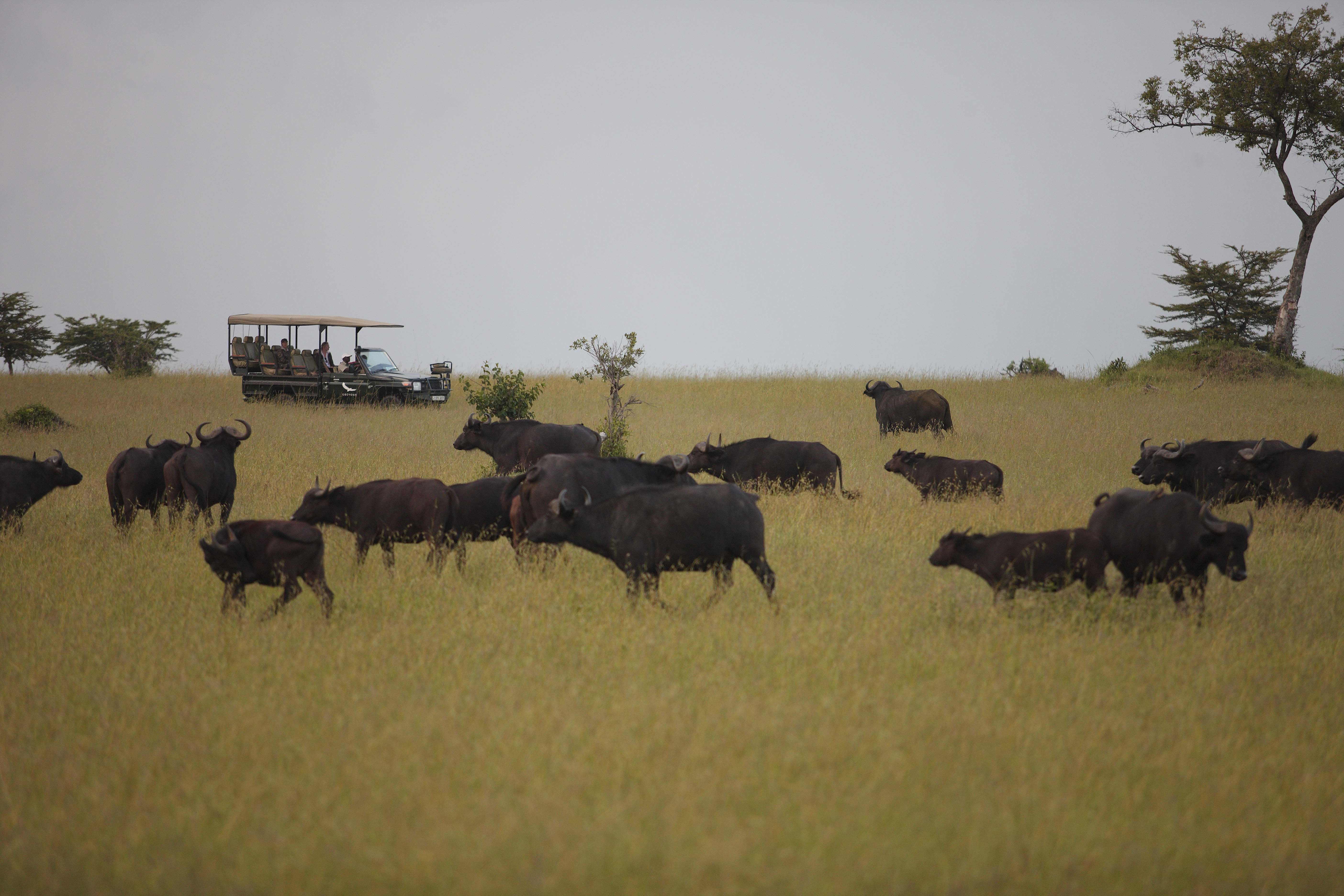 Tanzania-Kleins-Camp-Experience-game-drive-with-herd-of-buffalo-3