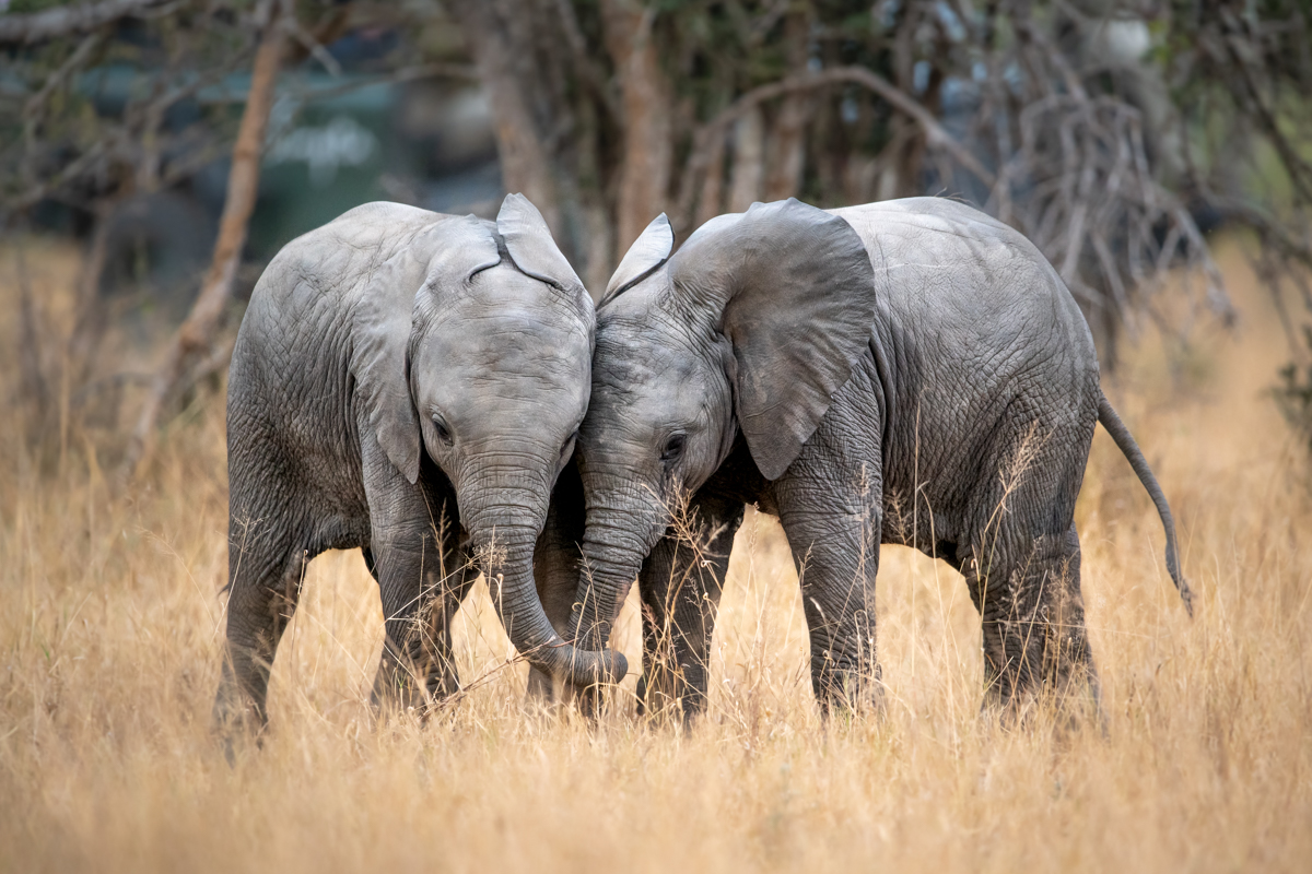 Singita Sabi Sand_Baby Elephants
