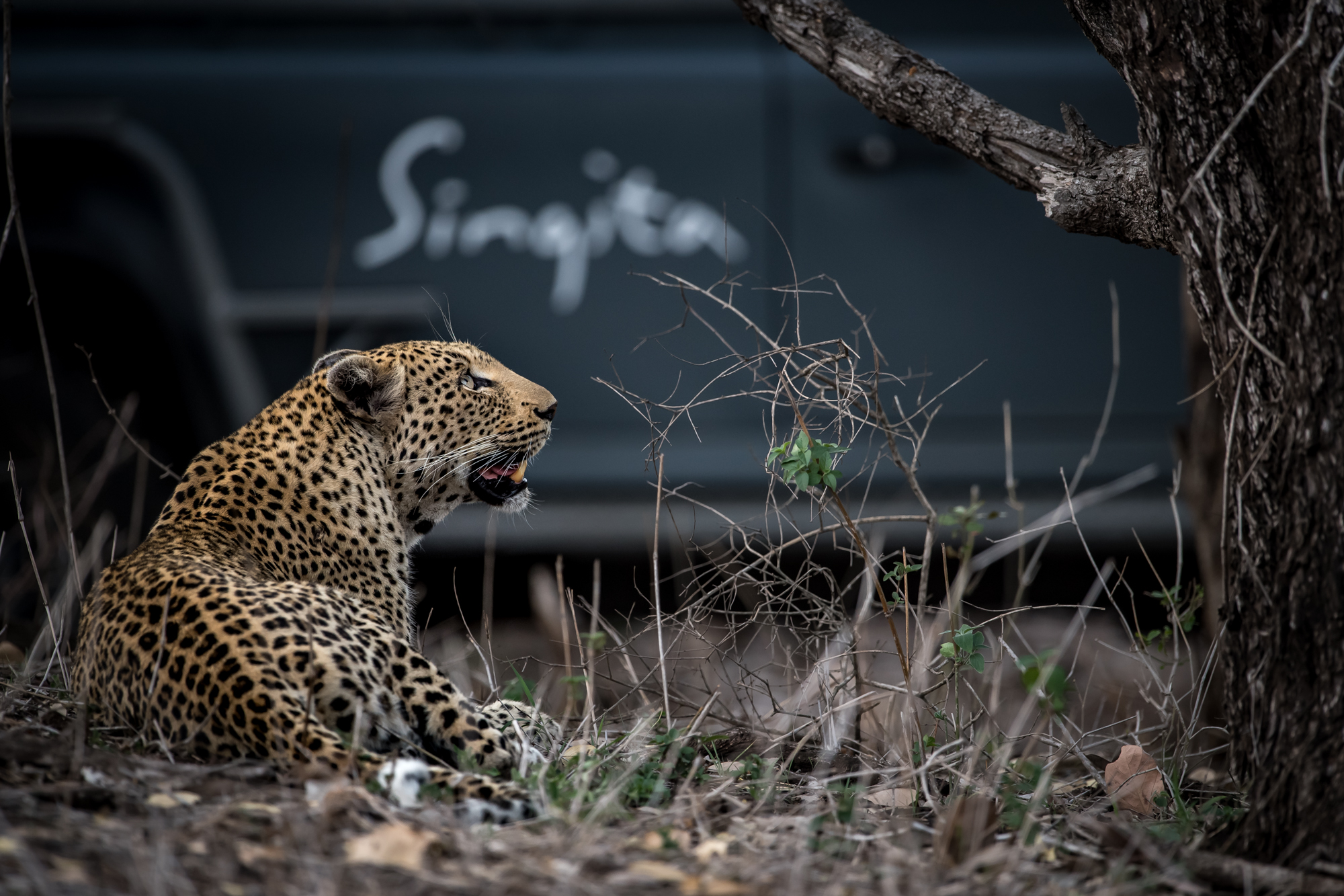 Singita Sabi Sand_Leopard and Game Drive Vehicle_Ross Couper