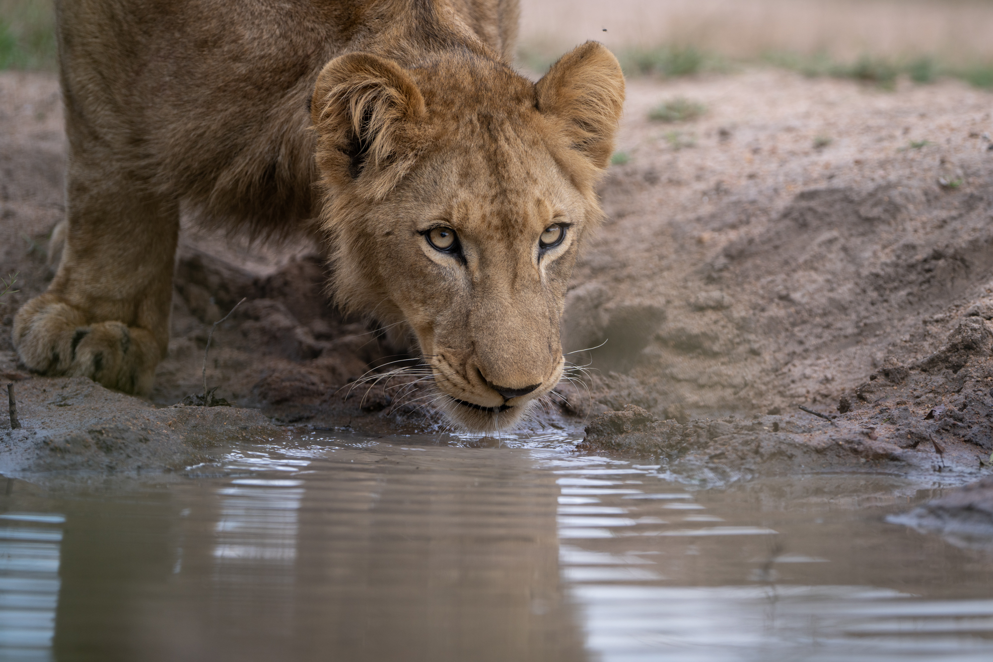 Singita Sabi Sand_Lion Nkhuma Pride Sub Adult Drinking_Ross_Couper