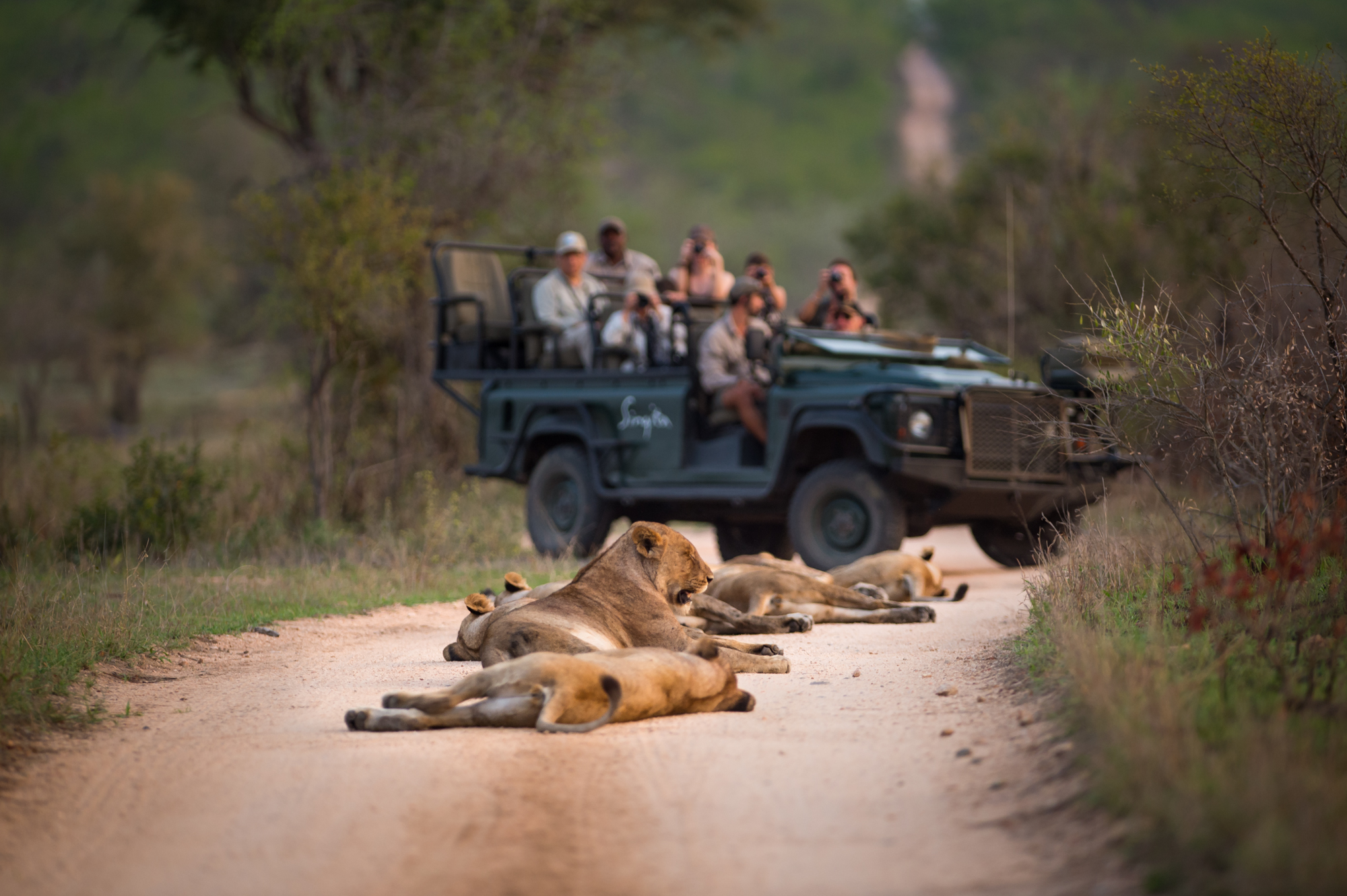 Singita Sabi Sand_Lions Laying in road with Game Drive Vehicle_Ross Couper