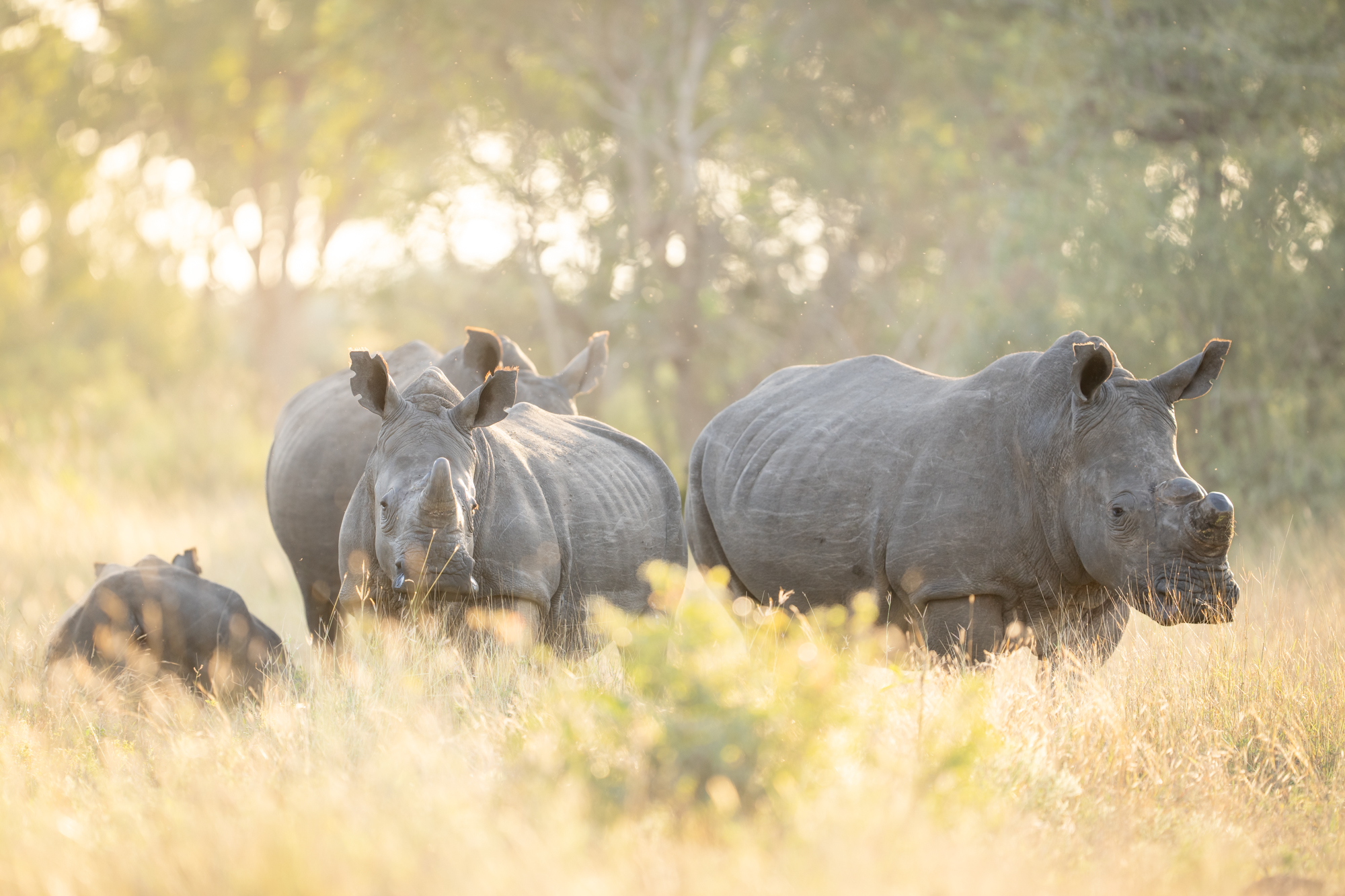 Singita Sabi Sand_Rhino_Ross Couper