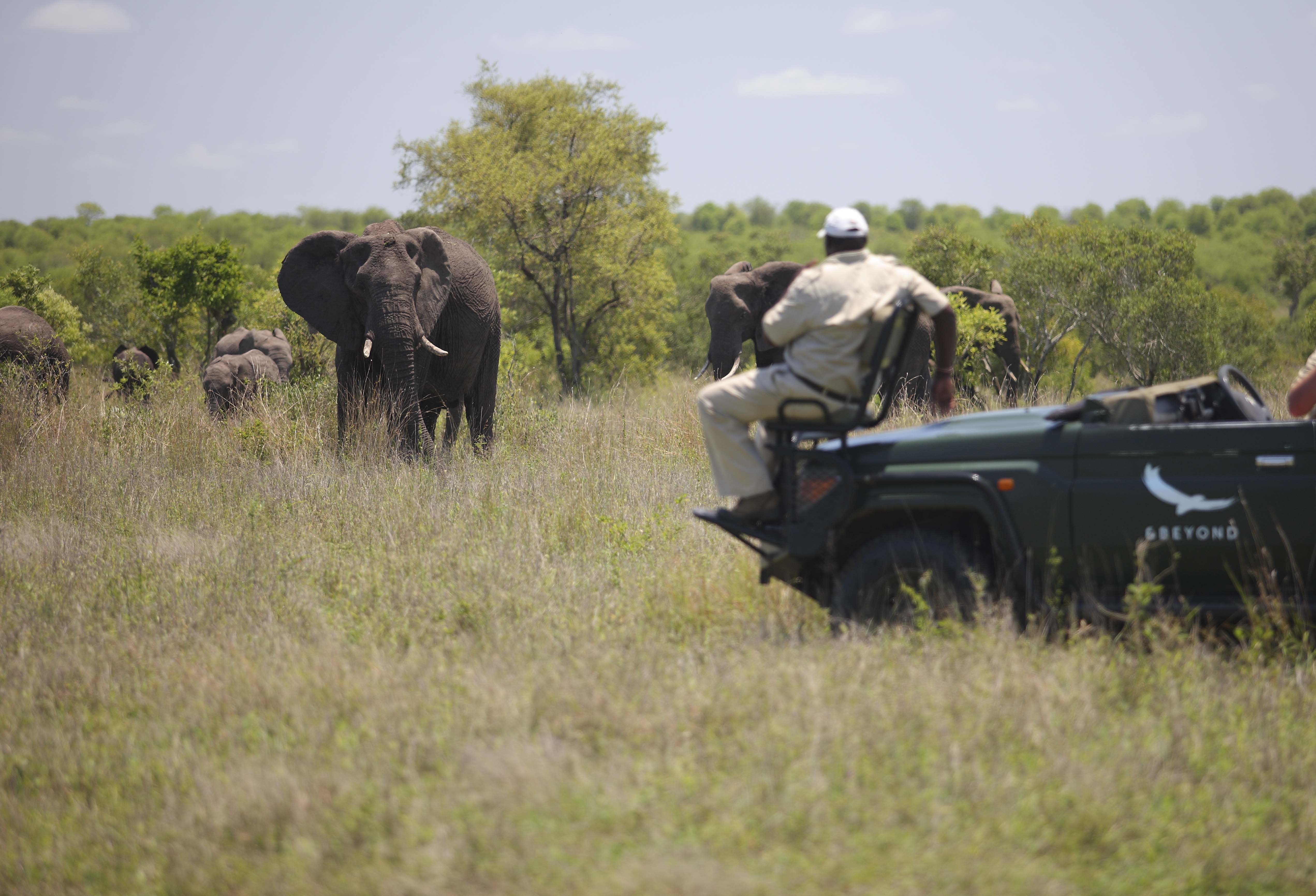South-Africa-Ngala-Safari-Lodge-experience-game-drive-safari-vehicle-elephant-andbeyonder-guide-tracker (2)