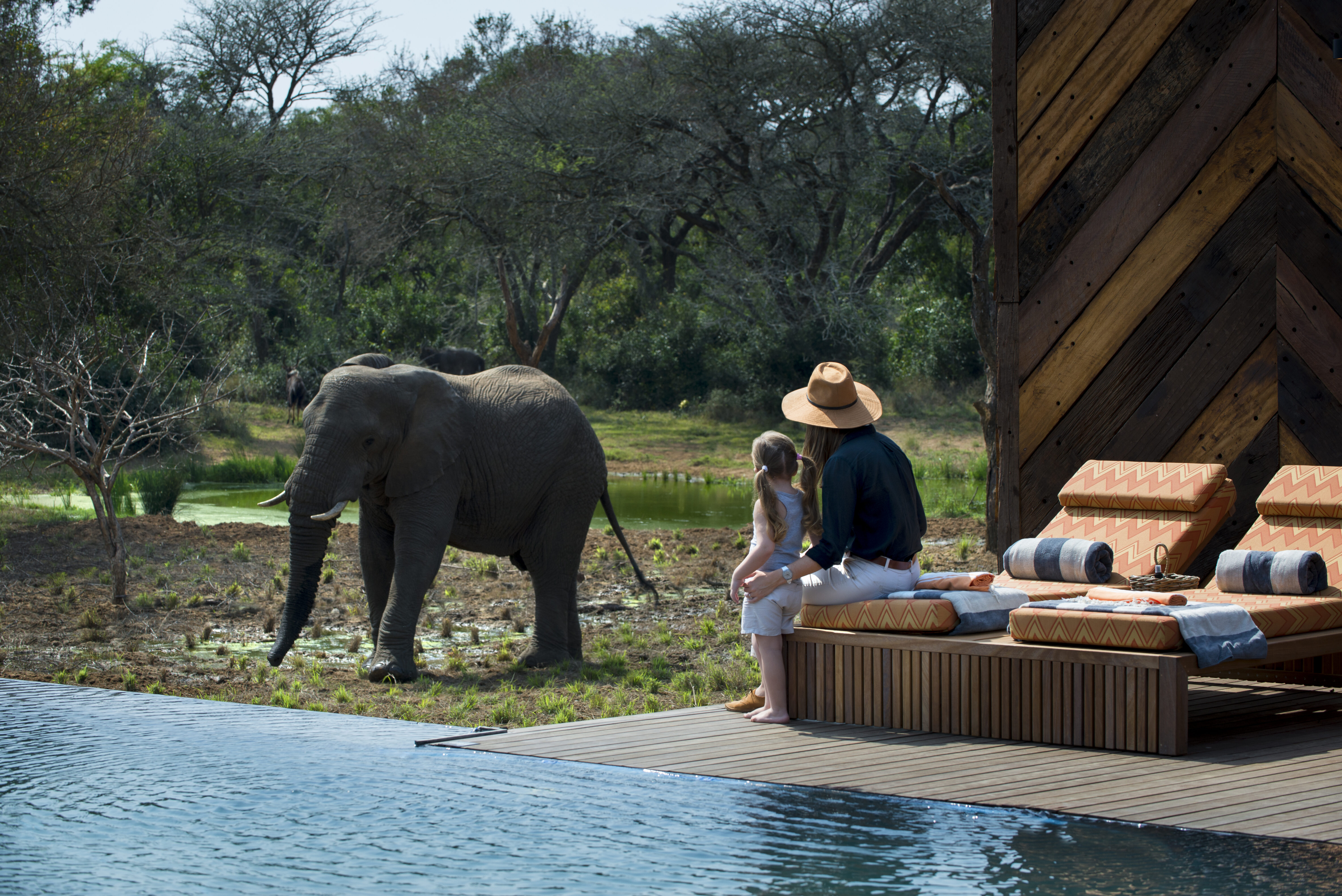 South-Africa-Phinda-Homestead-Guest-area-pool-guest-watching-an-elephant-2